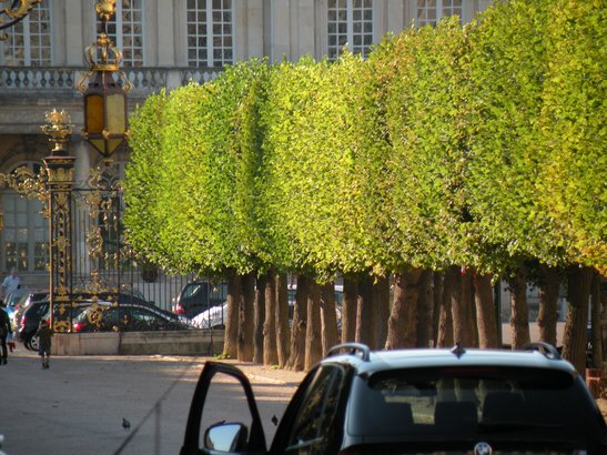  arbres de la place de la Carrière